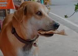 Perro sin hogar intenta pagar su alimento con hojas de árboles