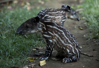 Nacen en Zoológico de Nicaragua una pareja de tapires en peligro de extinción