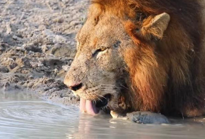 Captan en video cómo una furiosa tortuga ahuyenta de un estanque a unos  leones