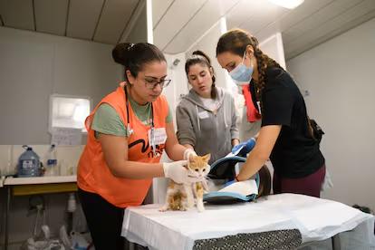 $!Grupo de voluntarios en Valencia, España atendiendo a un gato rescatado.