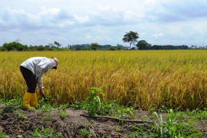 Se decreta Política de Estado para el sector agropecuario