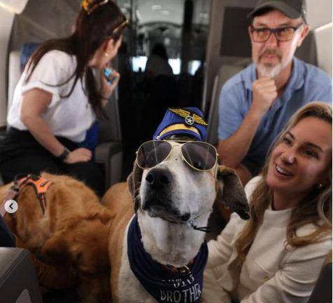 Bark Air: el nuevo servicio de viajes aéreos exclusivo para mascotas
