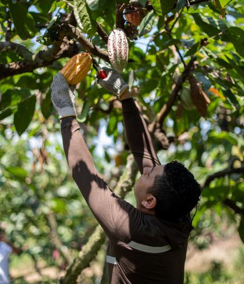 $!Más del 30% de los estudiantes agricultores fueron jóvenes entre 18 y 29 años.