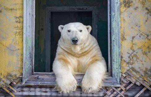 Fotos de animales polares en peligro de extinción a través de 5 fotógrafos