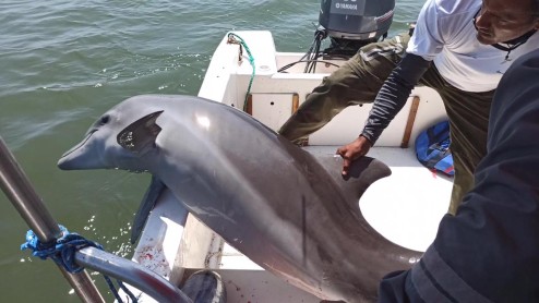 Captan rescate de un delfín malherido y atrapado en redes de pesca en Ecuador