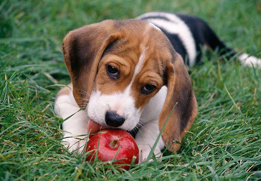 $!Perrito comiendo manzana.