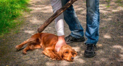 Hombre que agredió sexualmente a una perrita en la terraza de su casa es condenado a prisión