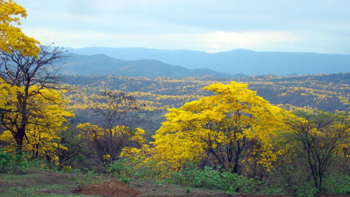 Bosque Seco De Ecuador, En La Lista De Reservas De La Biosfera De La Unesco