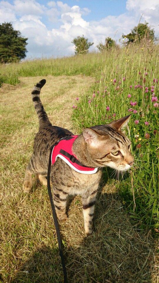 $!¿Cómo preparar a tu gato para sacarlo a pasear?