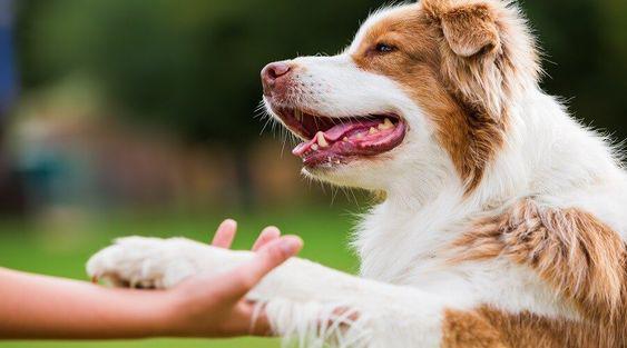 'Perritón' en Quito para apoyar a perros abandonados este domingo 21 de julio