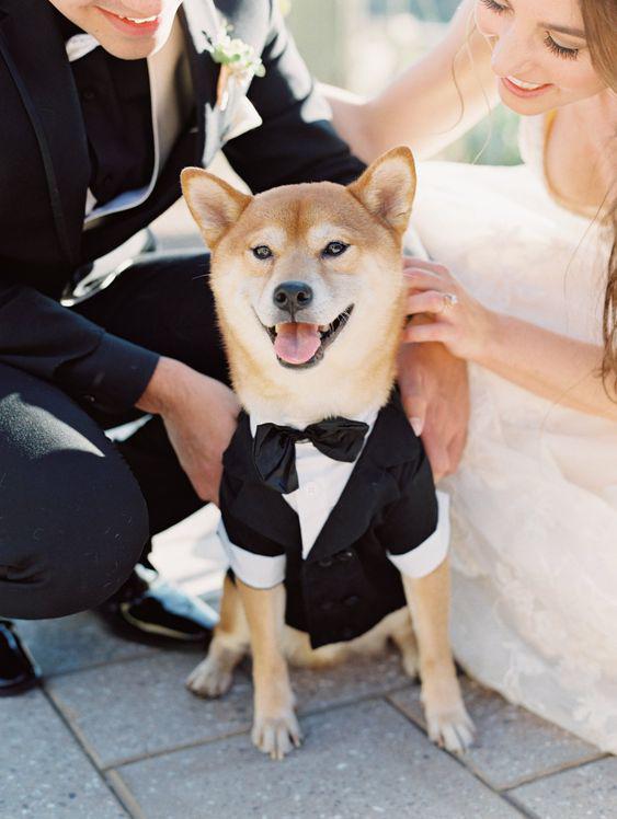 $!Un perrito celebrndo la unión matrimonial de sus dueños.