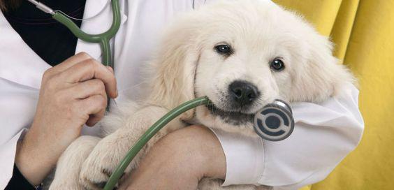 $!Perrito en el veterinario.