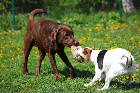 $!Perros jugando al aire libre.