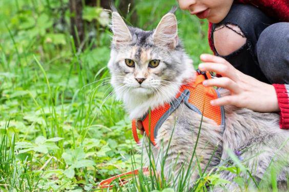 ¿Cómo preparar a tu gato para sacarlo a pasear?