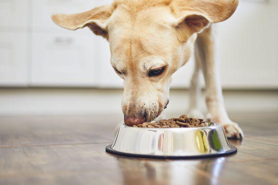 $!Perro comiendo.