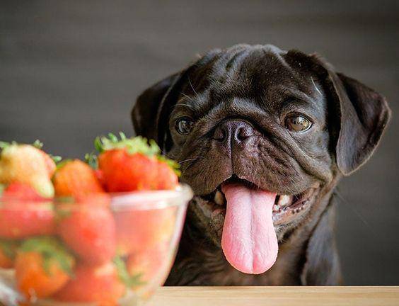 Estas son las mejores frutas y verduras para tu perro