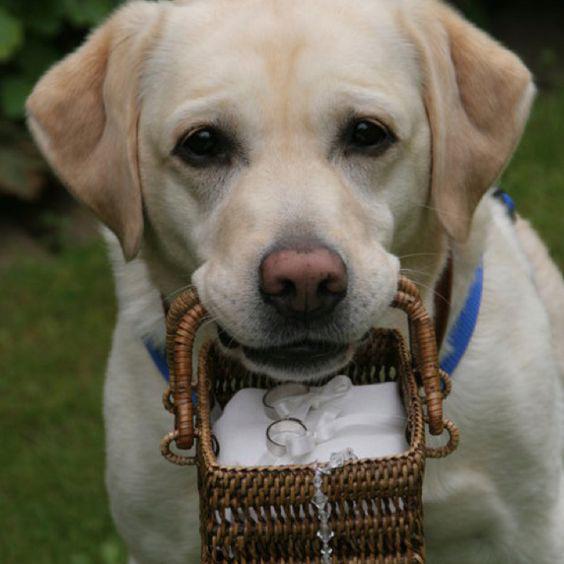 $!Un perro llevando los aros de boda de sus dueños.