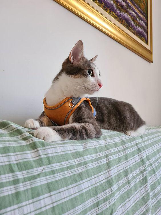 $!¿Cómo preparar a tu gato para sacarlo a pasear?