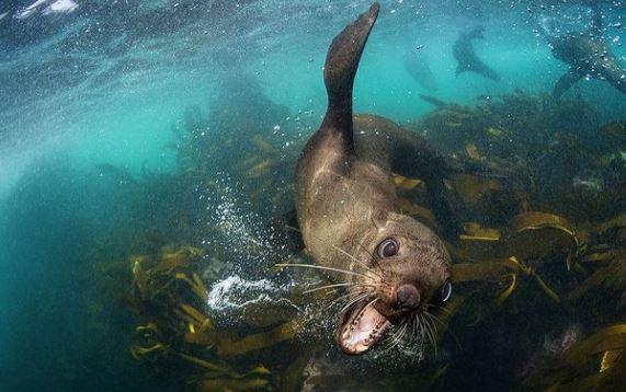 $!Una de las incontables fotos que Dmitry ha tomado. Así como cuando capturo este momento, el fotógrafo también buceó en el mar de Chukchi. Foto: Cuenta de Instagram de Dmitry Kokh (@master.blaster)