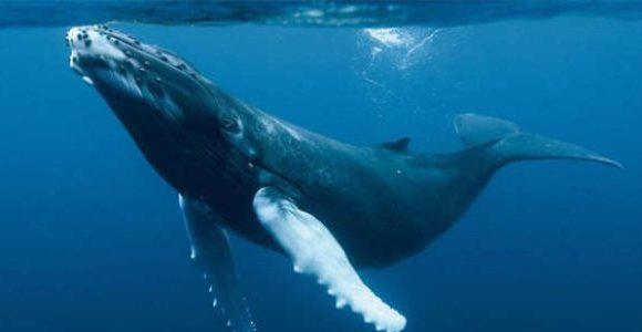 $!La dieta de la ballena azul se basa en plancton y krill. Foto: EFE