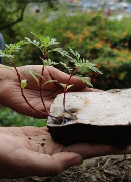 Una vez que la planta sembrada con papel semilla crece, es tiempo de trasplantarla, como se ve en la foto.