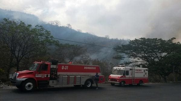 Incendio en Cerro Azul afectó no solo a la flora sino también a la fauna