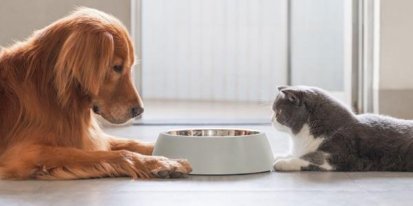 $!Un perrito y gatito esperando su comida.