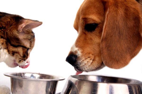 $!Gatito y perrito disfrutando de el cambio de un nuevo alimento.