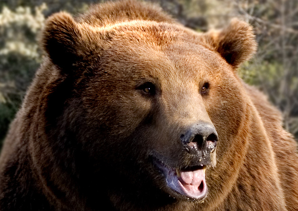 Familia fue testigo de cómo un oso pardo atacó y mató al cuidador de un zoo en Suecia