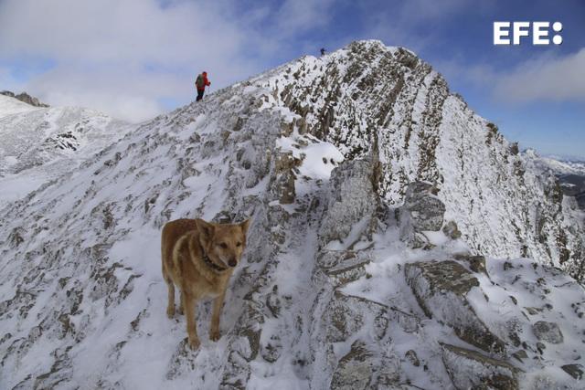 $!La increíble historia de 'Thor': El perrito que sobrevivió 16 días atrapado en una gélida montaña