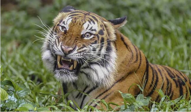 Tigresa siberiana mata a cuidadora en reapertura de zoológico