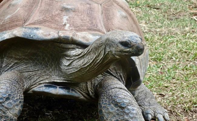 Galápagos: Cárcel para 3 personas por transporte de especies protegidas