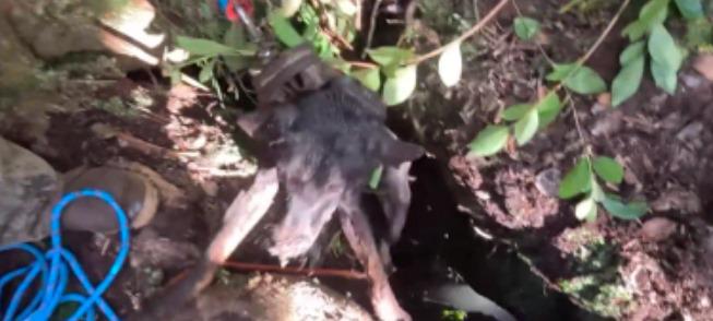El rescate de Misty, una perrita que cayó 9 metros en una grieta de un volcán en Hawái