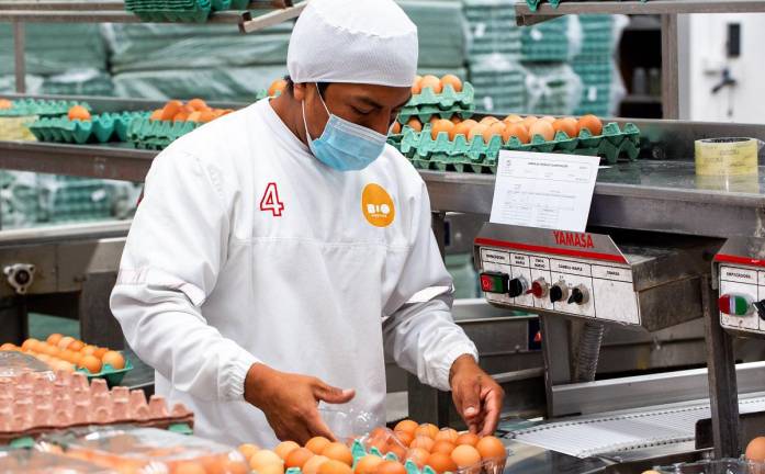 Colaborador de Bioalimentar trabaja en nueva línea que reemplaza las cubetas de huevos de cartón por cajas de material PET.