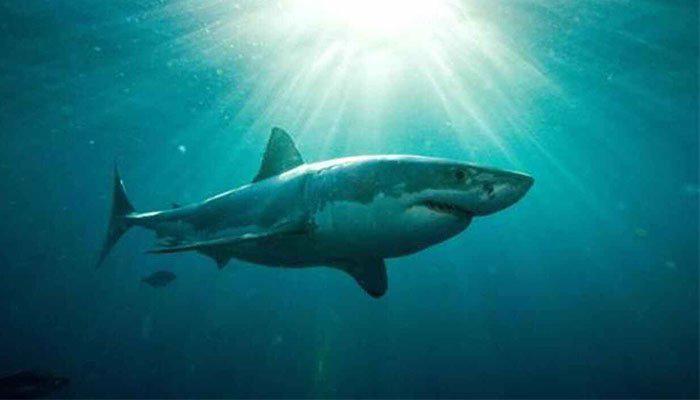 Tiburón devora a nadador en una playa de Sidney, ciudad de Australia