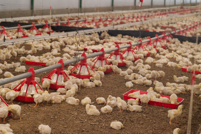 $!Juan Francisco Jaramillo, coordinador técnico de Conave, indica que la Influenza Aviar solo perjudicó a las aves de postura de huevos.