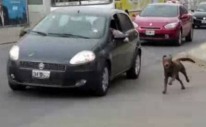 Polémica en Argentina por mujer que paseó a su perro atado a su auto
