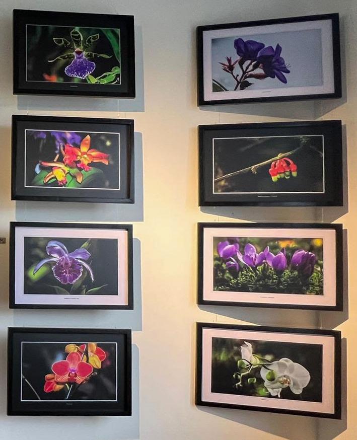 $!La flora y fauna del Ecuador también tiene un lugar especial en la exposición Resplandores.