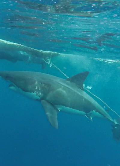 Avistamiento de un tiburón blanco cerca de las islas Galápagos.