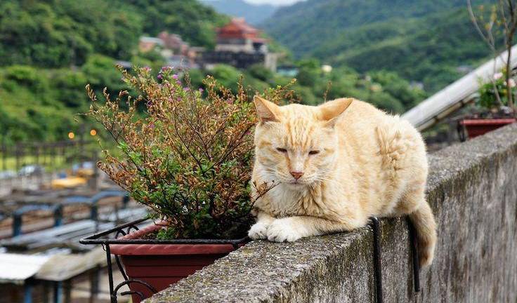 Houtong: la fascinante historia de cómo el amor por los gatos cambió a un pueblo