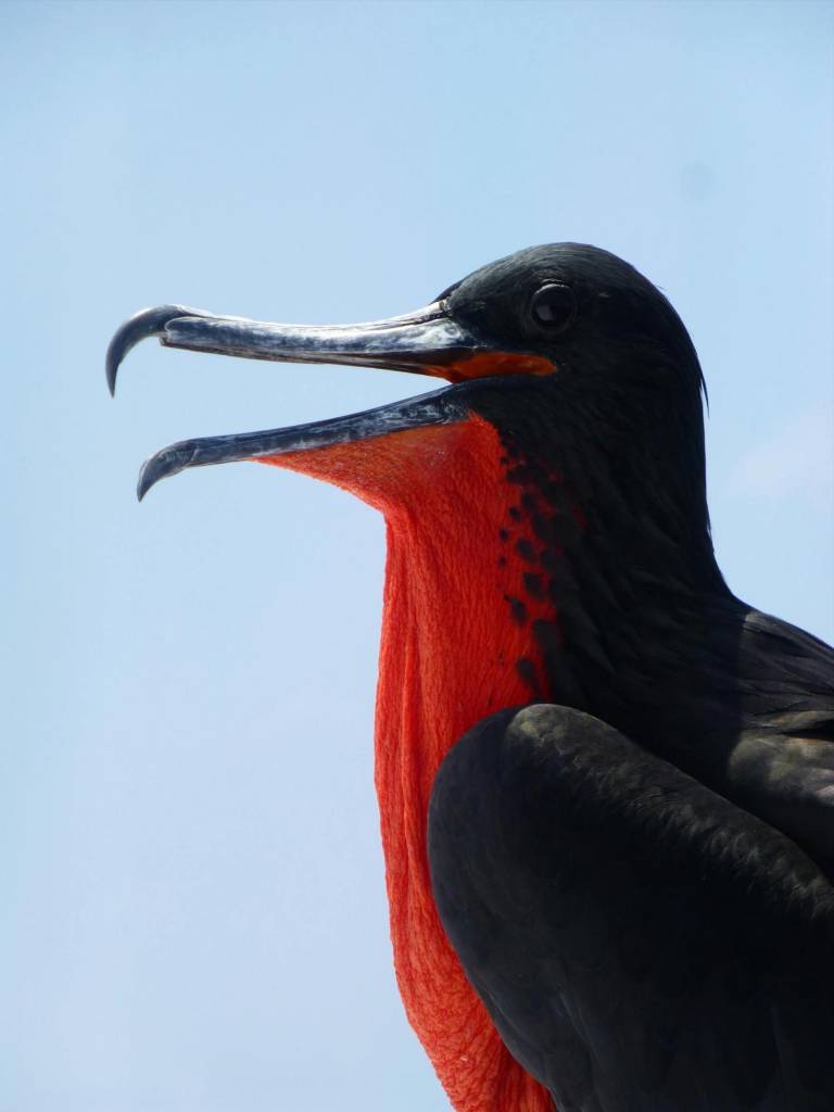 $!Actualmente se calcula que en las Islas Galápagos habitan al menos 200 especies animales endémicas.