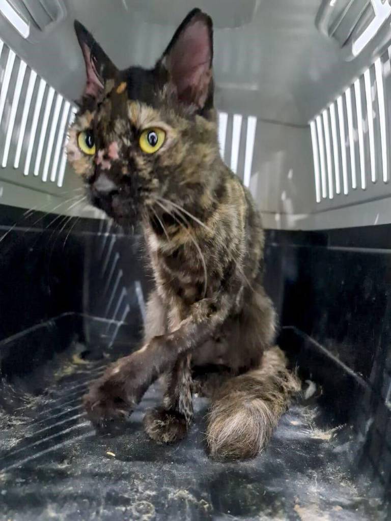 $!Uno de los gatos que habría sido rescatado del lote desértico.