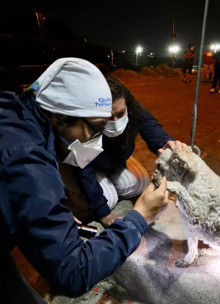 $!Equipo de la UBA dando atención a un perrito que se encontraba en los incendios de Quito.