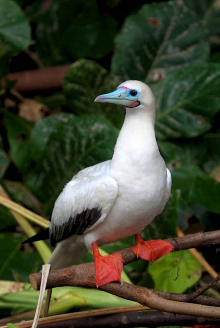 $!Piqueros patirrojos pueden ser hallados en la isla de Tromerin.