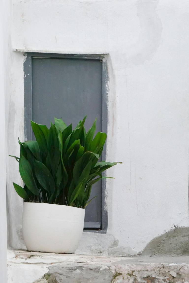 $!Cinco plantas para reducir la humedad de tu baño