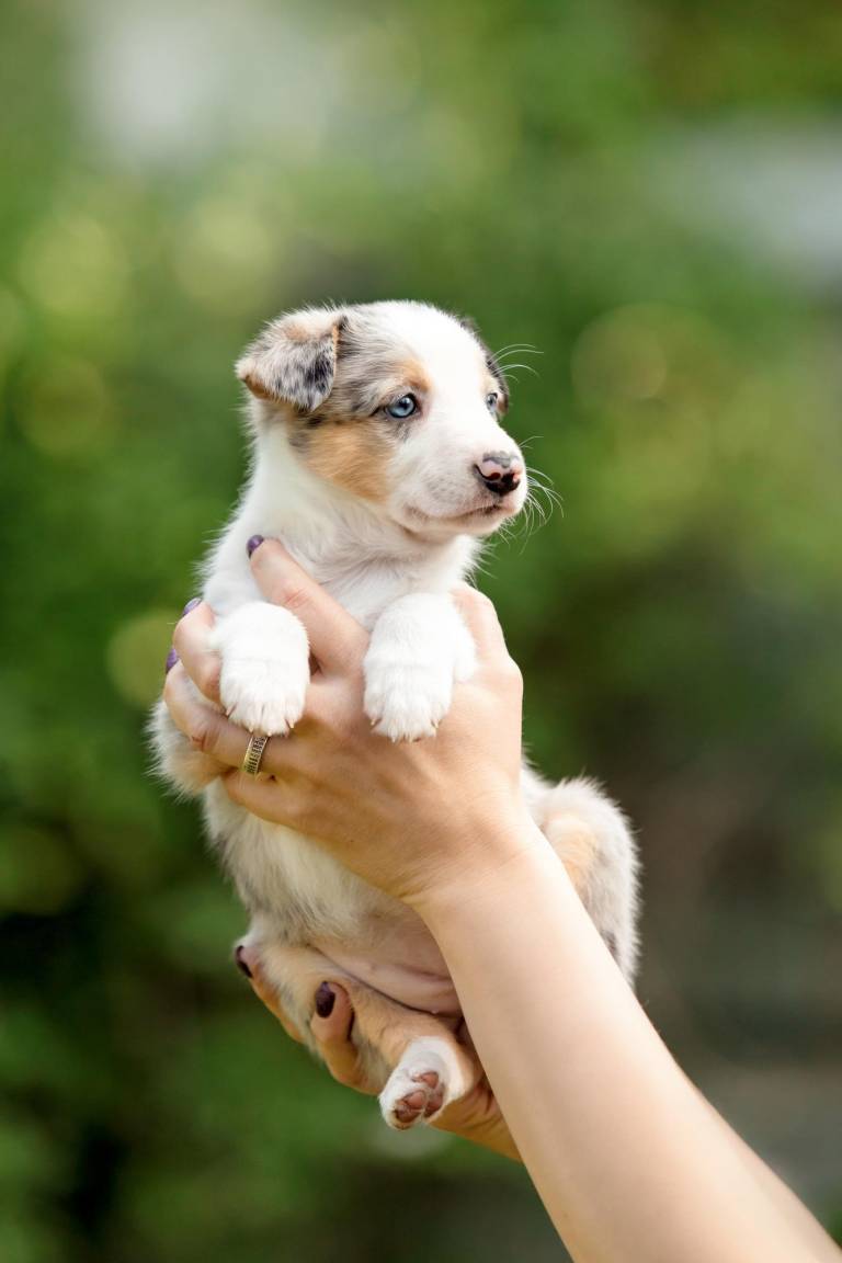 $!Cute border collie puppy at owners hands. Dog litter. Dog kennel. Puppy in hand