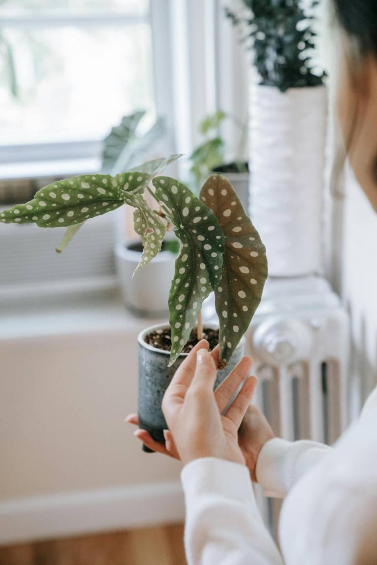 $!Cinco plantas para reducir la humedad de tu baño