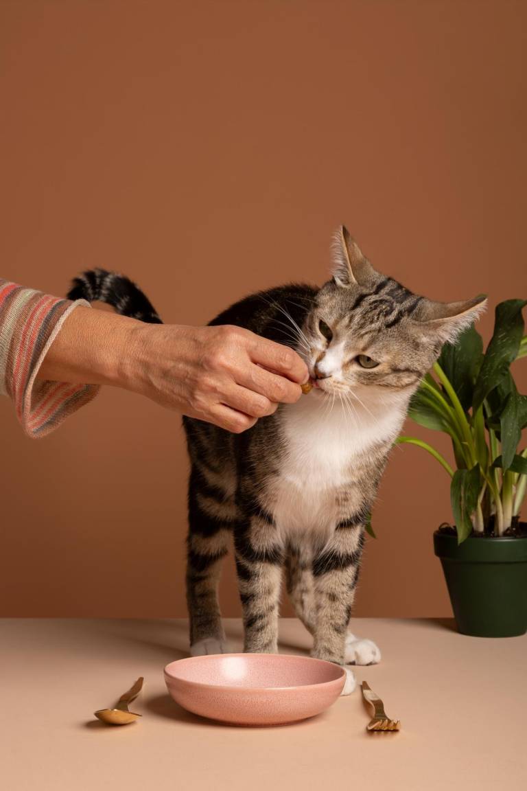 $!Una tutora dándole de comer a su gato.