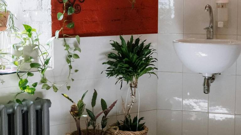 Cinco plantas para reducir la humedad de tu baño