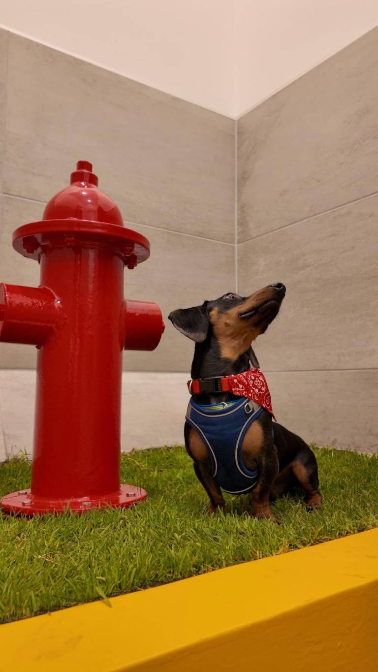 $!El baño para mascotas cuenta con césped natural para que las mascotas puedan realizar sus necesidades biológicas en esa zona.